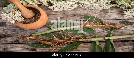 banner with Elder herbaceous - a medicinal plant used to treat rheumatism, gout, tumors, wounds, and also as a diuretic, diaphoretic Sambucus ebulus, Stock Photo