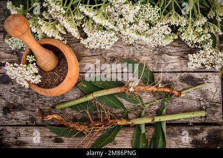 Elder herbaceous - a medicinal plant used to treat rheumatism, gout, tumors, wounds, and also as a diuretic, diaphoretic Sambucus ebulus, also known a Stock Photo