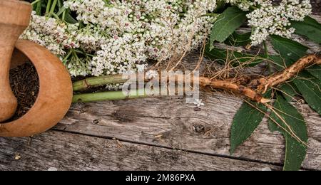 Elder herbaceous - a medicinal plant used to treat rheumatism, gout, tumors, wounds, and also as a diuretic, diaphoretic Sambucus ebulus, also known a Stock Photo