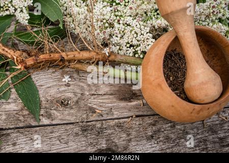 Elder herbaceous - a medicinal plant used to treat rheumatism, gout, tumors, wounds, and also as a diuretic, diaphoretic Sambucus ebulus, also known a Stock Photo