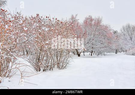 Sprigs of bushes covered with snow. Fresh white fluff covers the plants in  the garden. Snow on the bushes. Winter in the garden Stock Photo - Alamy