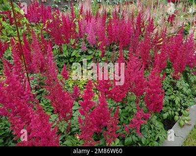 Japanese astilbe, Astilbe japonica, of family Saxifragaceae  at the Floriade Horticultural Exposition near Amsterdam, Netherlands Stock Photo