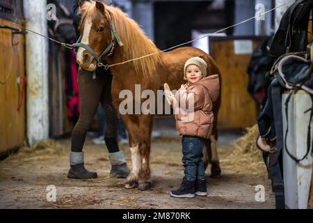 Horse care inside the stable before the ride. Little cute girl and pony. Stock Photo