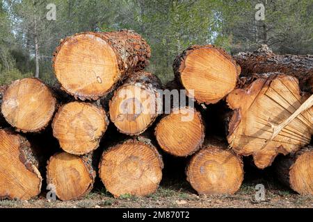 Pile of freshly cut pine trees logs stacked at the edge of the forest Stock Photo