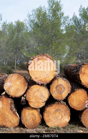 Pile of freshly cut pine trees logs stacked at the edge of the forest Stock Photo