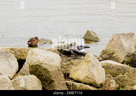 Magpies and a wild duck eating at the riverbank, winter urban scenery. Stock Photo