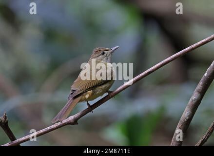 Grey-eyed Bulbul (Iole propinqua) adult perched on twig  Di Linh, Vietnam.                   December Stock Photo