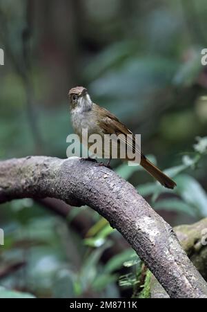 Grey-eyed Bulbul (Iole propinqua) adult perched on branch  Di Linh, Vietnam.                   December Stock Photo