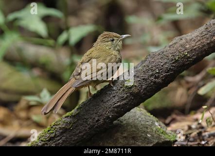 Grey-eyed Bulbul (Iole propinqua) adult perched on branch  Di Linh, Vietnam.                   December Stock Photo