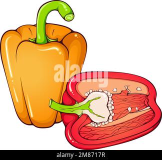 Whole and half bell pepper Stock Vector