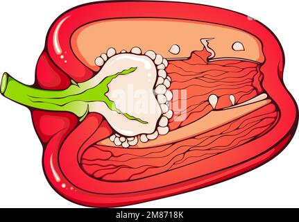 Half bell pepper Stock Vector