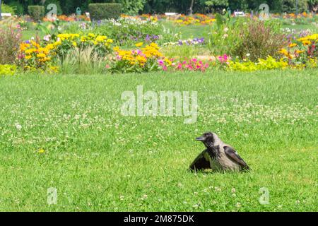 A young hooded crow Corvus cornix looks in the grass on Margaret Island, Budapest, Hungary Stock Photo