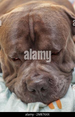 Portrait of a sleeping grey Cane Corso dog Stock Photo
