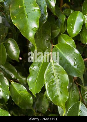 background of green leaves with water drops on them.vertical photo. wallpaper Stock Photo