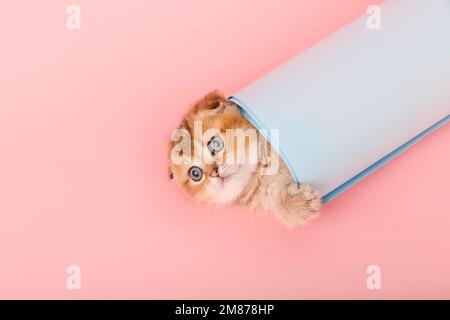 Funny chinchilla kitten in the blue paper roll. Stock Photo