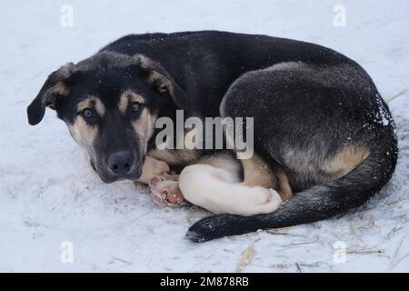 Kennel of northern sled dogs. Charming black and red puppy with white paw and brown eyes Alaskan husky resting. Young sporty dog of mixed breed lies c Stock Photo