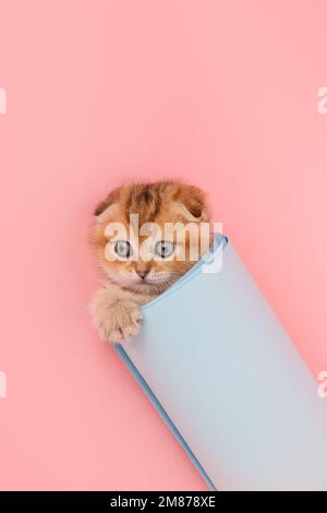 Funny chinchilla kitten in the blue paper roll. Stock Photo