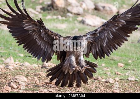 bearded vulture, Gypaetus barbatus. Landing. Serra del Boumort, Lleida, Catalonia, Spain Stock Photo