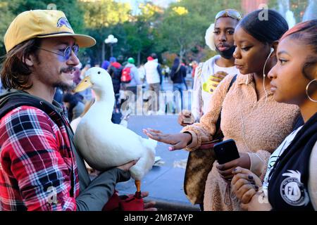 A Caucasian male showing off his pet duck to African-American youths in Washington Square Park.Greenwich Village.Manhattan.New York City.USA Stock Photo