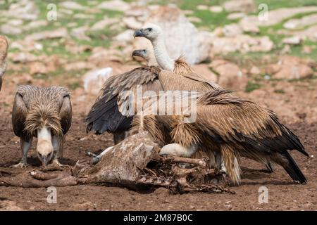 griffon vulture, Gyps fulvus. Eating carrion on the ground. Serra del Boumort, Lleida, Catalonia, Spain Stock Photo