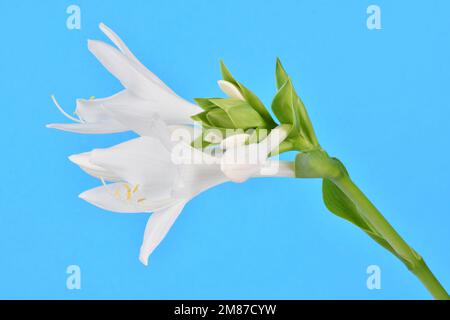 Hosta plantaginea (Plantain Lily) isolated on blue background. High resolution photo. Full depth of field. Stock Photo