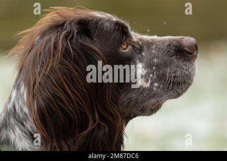 Side profile of cocker spaniel head Stock Photo