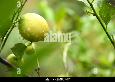 Fresh unripe lemon with leaves and water drop. Side view. High resolution photo. Stock Photo