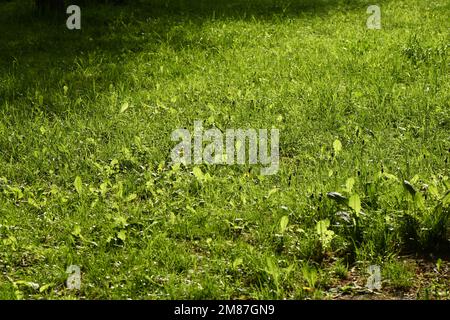The bright sun illuminates the forest meadow. Young dandelion shoots in the meadow.  High resolution photo. Selective focus. Stock Photo