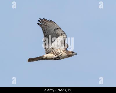 Close up of a Red-tailed Hawk in flight Stock Photo