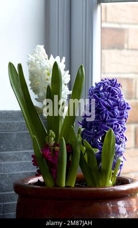 Bowl of 3 Hyacinths in Natural Window Light Stock Photo