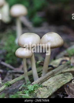 Entoloma rhodopolium, commonly known as wood pinkgill, wild poisonous mushroom from Finland Stock Photo