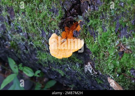 Pycnoporellus fulgens, orange bracket fungus growing on spruce in Finland, no common English name Stock Photo