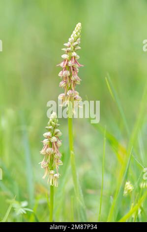 Man orchid Orchis anthropophora growing in calcareous grass meadow in Spring south west France Stock Photo