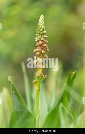 Orchis anthropophora Man orchid growing in green grass meadow in Spring south west France Stock Photo