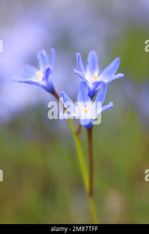 Scilla forbesii, commonly known as Forbes' glory of the snow, early spring flower from Finland Stock Photo