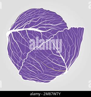 Hand drawn vector illustration - sea  Cabbage leaf with leaf vector. Blossom plant with leaves Stock Vector