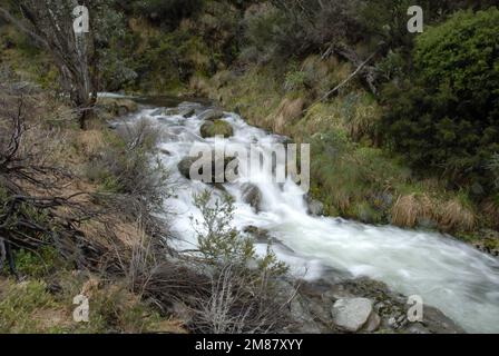 A cascading mountain stream in the Victorian High Country Australia. Stock Photo