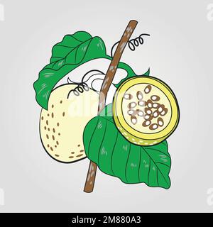 Hand drawn vector illustration - melon with leaf vector. Blossom plant with leaves Stock Vector