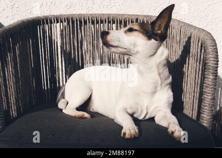 Jack Russell Terrier dog relaxing in the sunlight Stock Photo