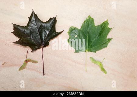 Spitzahorn (Acer platanoides), auch Spitzblättriger Ahorn - Blätter (Oberseite) und Früchte Stock Photo