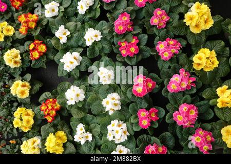 verschiedenfarbige Primeln (Primula spec.) im Baumarkt Stock Photo