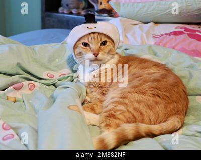 Mika the Orange Tabby in Snowman costume Stock Photo
