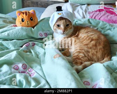 Mika the Orange Tabby in Snowman costume Stock Photo