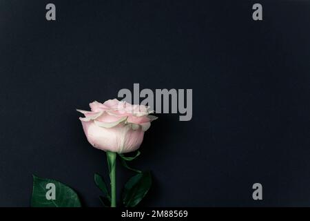 Single pink rose on black background. Top view, copy space. Stock Photo