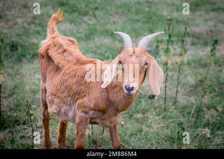 A small gold brown goat with long floppy ears, horns in a meadow Stock Photo