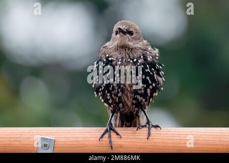 A juvenile starling puffed up on a wooden birdfeeder Stock Photo