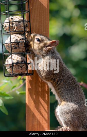 A grey squirrel stealing food from birdfeeder, eating suet fat balls Stock Photo