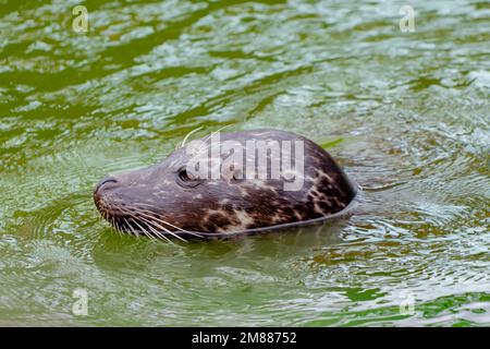 Headshot close-up of a common harbour seal swimming in water Stock Photo