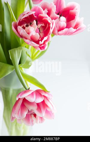 Fresh bouquet of pink tulips in a clear glass vase against a white background with copy space Stock Photo