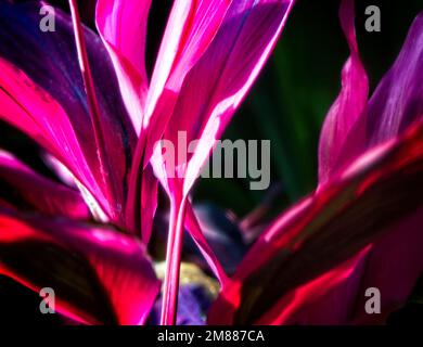 Closeup of tropical cordyline plant Calgary Zoo Alberta Stock Photo